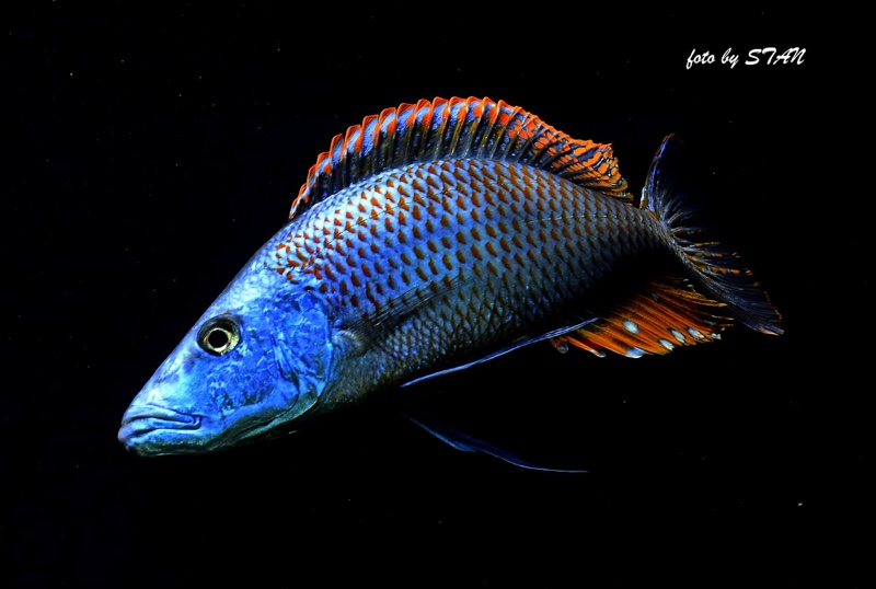 Dimidiochromis compressiceps